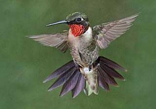 hummingbird celebration